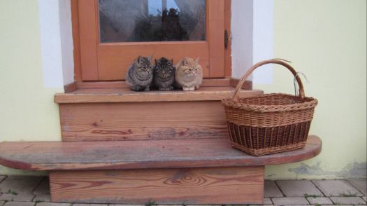 Kočičky u dveří