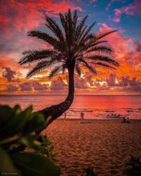 Beach with palm
