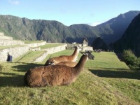 resting llamas at machu picchu