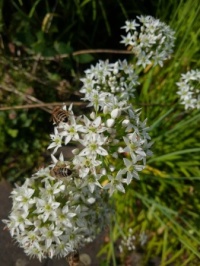 Bienen an Schnittknoblauch