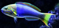 LOVELY BLUE FISH - 2 OF 4