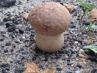 One Odd Mushroom