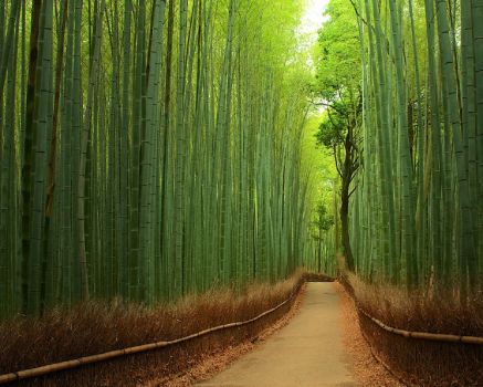 Bamboo Forest _ Japan