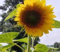 A Sunflower