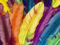 Colourful Feathers!