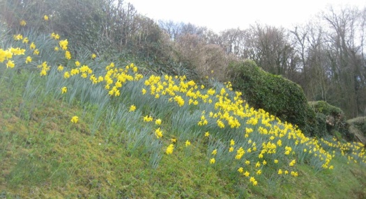 Daffodil bank