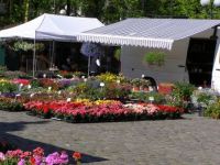 flowers for sale