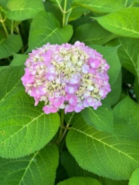 Hydrangea