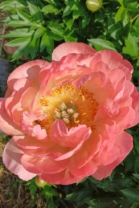coral sanset