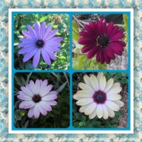 My Daisies for Monday. Smaller.