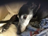 Maddy, nine years old this week