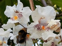 Bumblebee on blossom of an Indian bean tree