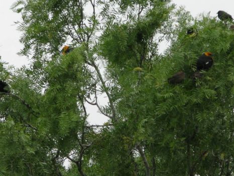 Yellow Head Blackbirds in Mesquite Tree