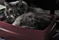 Greyson: curled like a fox in his red box.