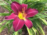 Daylily