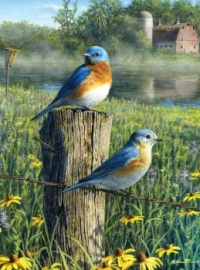Prairie bluebirds