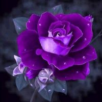 Purple rose.