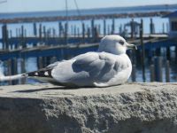 Seagull sentinal