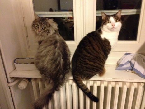 deux chats qui posent