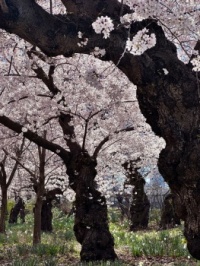 Cherry Trees, Central Park, NYC
