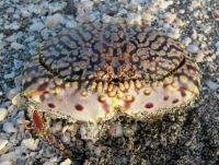 Crab at Siesta Key