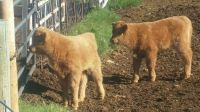 4 day old Highland Calves