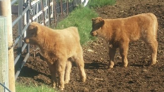 4 day old Highland Calves
