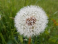 Dandelion – Löwenzahn