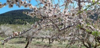 Amandelbloesem in Murcia, Spanje