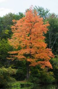Fall Tree-0198