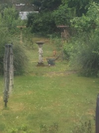 Baby fox in my garden