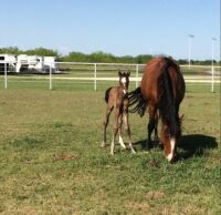 D4's 3rd and first filly. Just 3 days old!