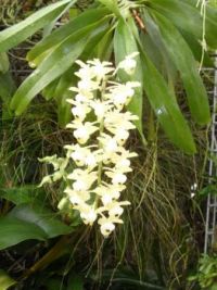 orchidea2935