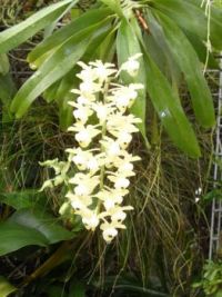 orchidea2935