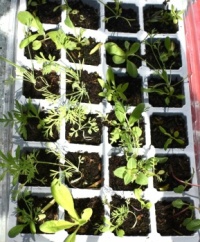 Grow your own, 4 trays of mixed plants from 1 £1 packet of seeds