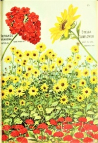 Themes Vintage ads - Stella Sunflower D.M. Ferry & Co.