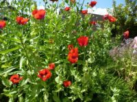 Giant poppies in English country garden