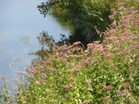 Joe Pye Weed