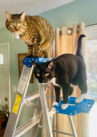 Project Assistants