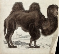 Coloured etching of a Bactrian Camel by W. Warwick, 1839