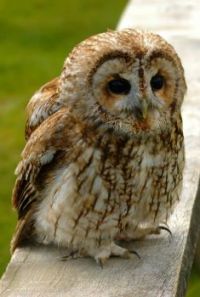 Tawny owl (Strix aluco) by K.-M. Hansche