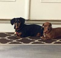 Doxie Sisters