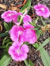 Spring flowers in the garden 2 - Dianthus