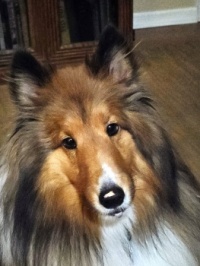 Chase's Face, with a little piece of dried grass on his nose....