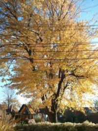 yellow tree last fall 2013