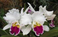 Orchid Show - 5