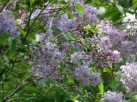 Lilac in the morning sunshine