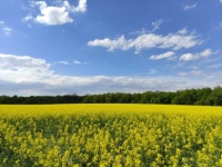 Ukraine Yellow Flower Field & Sky, June 21, 2021