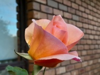 An old rosebush - new bloom