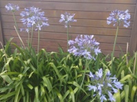 Agapanthus on Evening Stroll